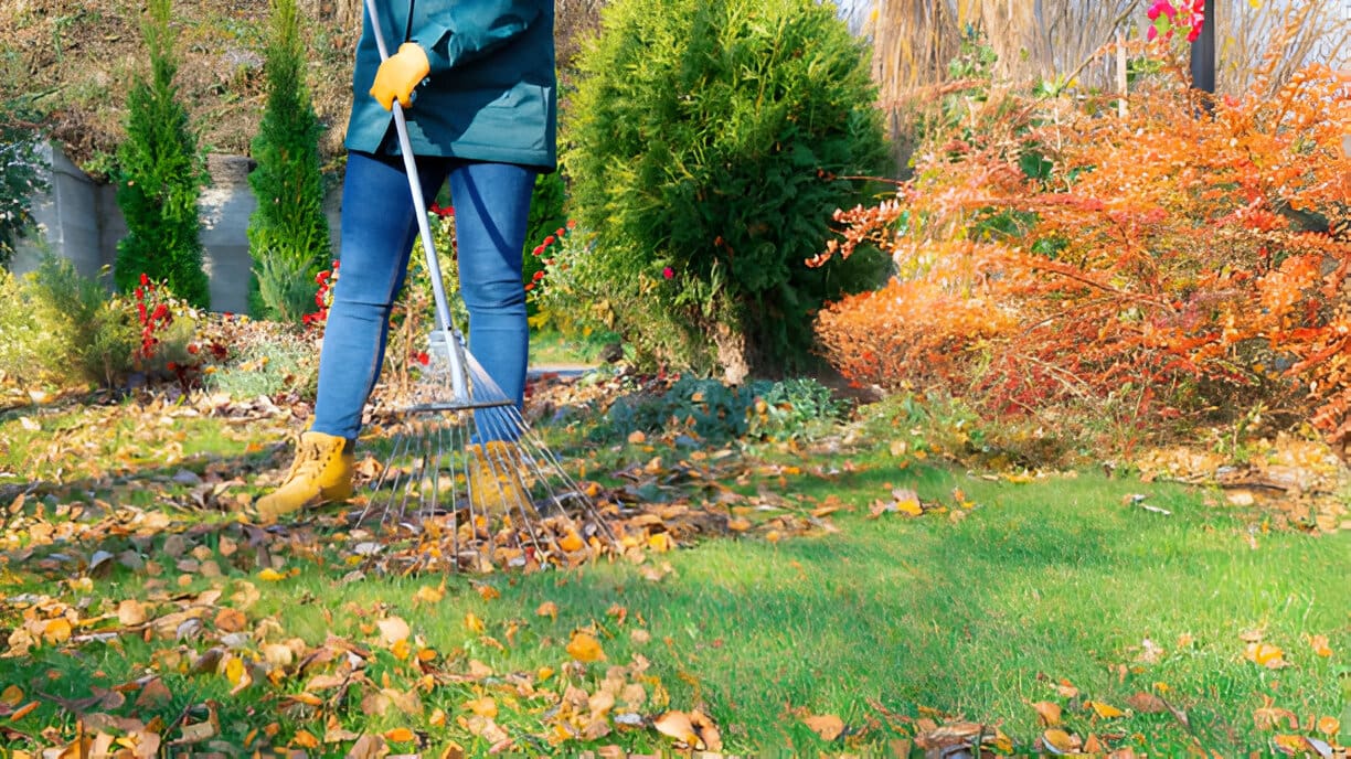 Yard Clean-Up and Pruning – Residential Landscape Design Services