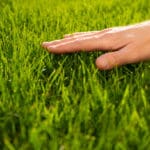 Professional lawn mowing services improving grass health and appearance