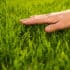 Professional lawn mowing services improving grass health and appearance